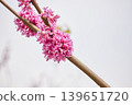Cercis chinensis branch with vibrant pink flowers blooming in sunlight. Close-up of Chinese redbud blossoms on woody stem. Botanical nature background for spring season garden concept. 139651720