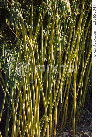 Bamboo stems and leaves in tropical garden, natural green plant background Bamboo stems and leaves in tropical garden, natural green plant background 139652047