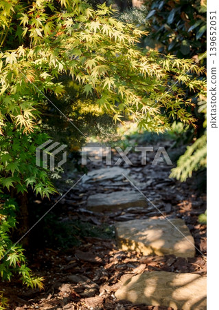 Japanese maple over stone garden path in warm sunlight and peaceful setting Japanese maple over stone garden path in warm sunlight and peaceful setting 139652051