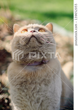 Fluffy Scottish straight cat close up backyard Fluffy Scottish straight cat close up backyard 139652055