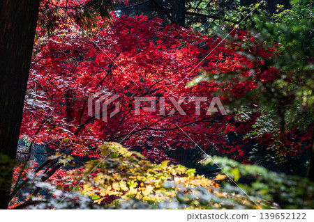靜岡縣周知郡森町一宮市大國神社及周邊風景 靜岡縣周知郡森町一宮市大國神社及周邊風景 139652122