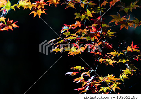 靜岡縣周知郡森町一宮市大國神社及周邊風景 靜岡縣周知郡森町一宮市大國神社及周邊風景 139652163