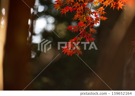 靜岡縣周知郡森町一宮市大國神社及周邊風景 靜岡縣周知郡森町一宮市大國神社及周邊風景 139652164