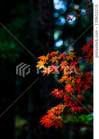 Ichinomiya, Mori-machi, Shuchi-gun, Shizuoka Prefecture Okuni Shrine and the surrounding scenery Ichinomiya, Mori-machi, Shuchi-gun, Shizuoka Prefecture Okuni Shrine and the surrounding scenery 139652218