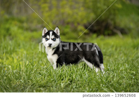 A Siberian Husky puppy stands on a green lawn, looking sideways. The image captures the full body of the young dog in a natural environment A Siberian Husky puppy stands on a green lawn, looking sideways. The image captures the full body of the young dog in a natural environment 139652608