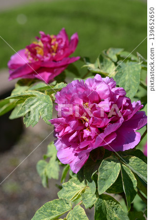 Crimson Peony Crimson Peony 139652650