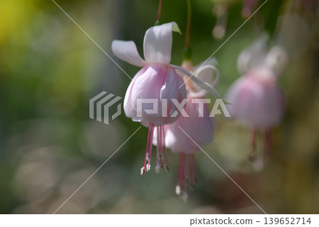 Cotton Candy Fuchsia Cotton Candy Fuchsia 139652714