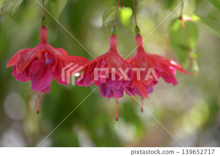 Lau Knot Fuchsia Lau Knot Fuchsia 139652717