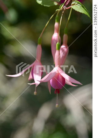 Jack Shahan Fuchsia Jack Shahan Fuchsia 139652724