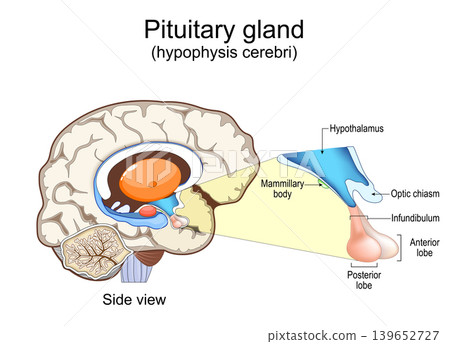 Pituitary gland. Brain anatomy. Human endocrine gland.Cross section of brain, Side view of hypophysis cerebri. Pituitary gland. Brain anatomy. Human endocrine gland.Cross section of brain, Side view of hypophysis cerebri. 139652727