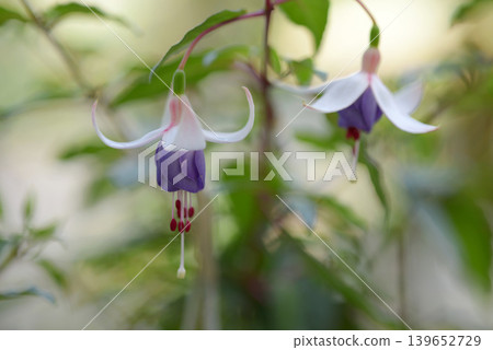 White and purple fuchsias 139652729