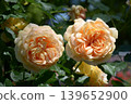 La Belle Peau - 玫瑰 139652900