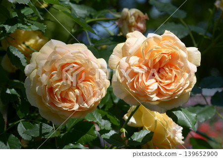 La Belle Peau - Rose 139652900
