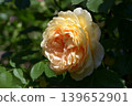 La Belle Peau - 玫瑰 139652901