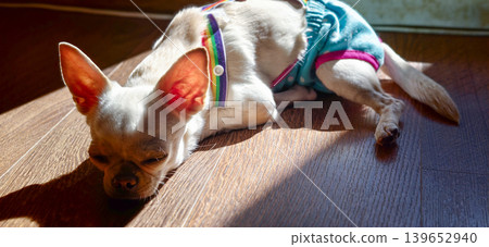 Small dog rests on wooden floor while sunlight shines in during the day 139652940