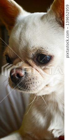 Small white dog with short hair and dark eyes relaxes indoors during the day 139652959
