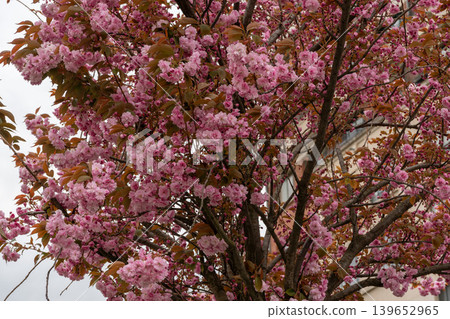 Pink cherry blossom clusters bloom on tree branches, dense spring foliage creates seasonal botanical background with natural texture, pastel tones. Seasonal marketing, spring tourism Pink cherry blossom clusters bloom on tree branches, dense spring foliage creates seasonal botanical background with natural texture, pastel tones. Seasonal marketing, spring tourism 139652965