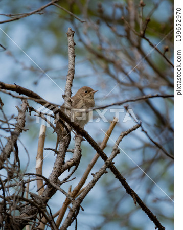 Male Common nightingale Luscinia megarhynchos Male Common nightingale Luscinia megarhynchos 139652970