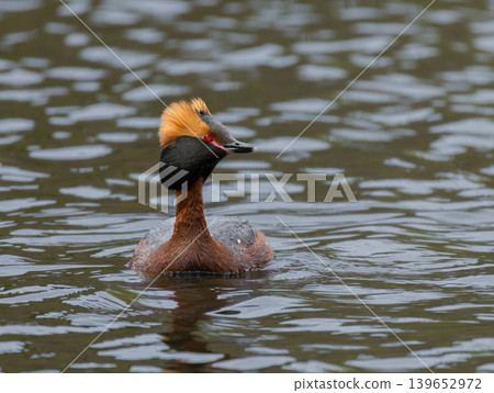 Horned grebe (Podiceps auritus) swimming Horned grebe (Podiceps auritus) swimming 139652972