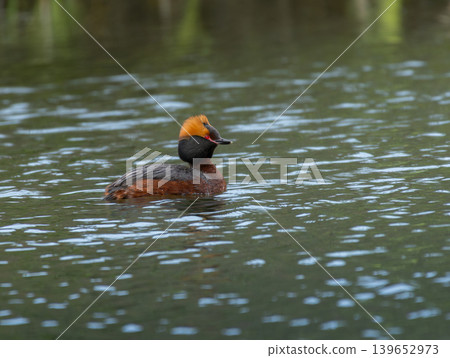 Colorful horned grebe (Podiceps auritus) 139652973