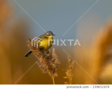 Male Yellow Wagtail in natural habitat Male Yellow Wagtail in natural habitat 139652978