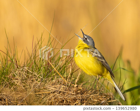 Male Yellow Wagtail in natural habitat Male Yellow Wagtail in natural habitat 139652980