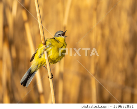 Male Yellow Wagtail in natural habitat Male Yellow Wagtail in natural habitat 139652981