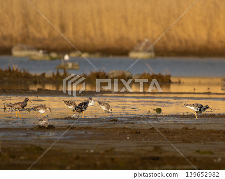 Ruff water bird, shore bird in natural habitat Ruff water bird, shore bird in natural habitat 139652982
