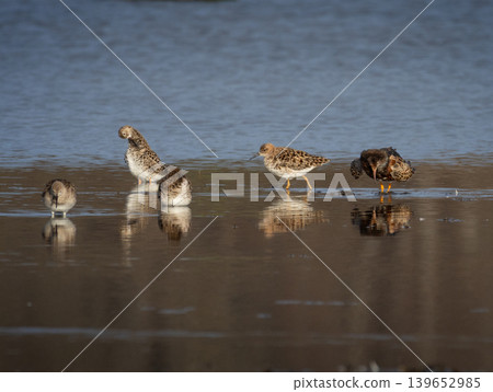Ruff water bird, shore bird in natural habitat 139652985