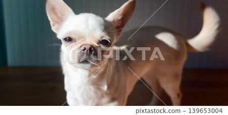 Small white dog standing in the sunlight by a wall in a home setting Small white dog standing in the sunlight by a wall in a home setting 139653004