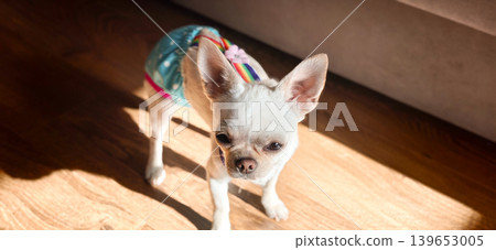 Chihuahua wearing colorful outfit standing on wooden floor in bright light Chihuahua wearing colorful outfit standing on wooden floor in bright light 139653005