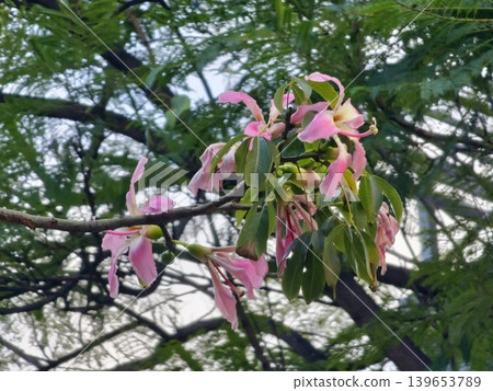 Pink and yellow flowers on the branches of the exotic tree Ceiba speciosa Pink and yellow flowers on the branches of the exotic tree Ceiba speciosa 139653789