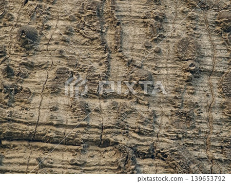 A close-up of the bark of the exotic Ceiba speciosa tree. The bark has cracks on the surface A close-up of the bark of the exotic Ceiba speciosa tree. The bark has cracks on the surface 139653792