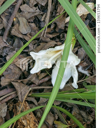 A fallen white flower of the exotic tree Ceiba speciosa A fallen white flower of the exotic tree Ceiba speciosa 139653794