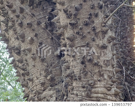 Thorns on the trunk of the exotic tree Ceiba speciosa. The bark surface is covered with a fibrous web 139653797