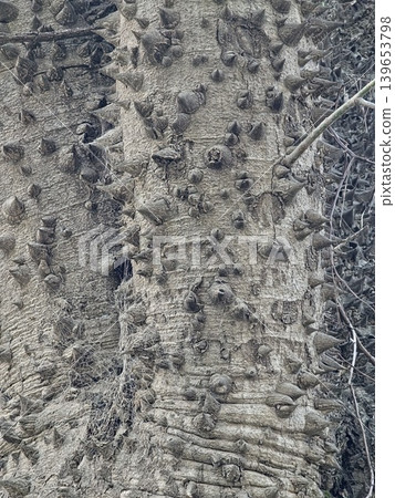 A characteristic surface with thorns on the trunk of the exotic tree Ceiba speciosa. The bark surface is covered with a fibrous web A characteristic surface with thorns on the trunk of the exotic tree Ceiba speciosa. The bark surface is covered with a fibrous web 139653798