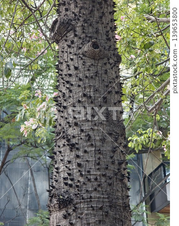 Texture of the bark of the exotic Ceiba speciosa tree with thorns on the surface. In the background are flowering branches of Ceiba speciosa Texture of the bark of the exotic Ceiba speciosa tree with thorns on the surface. In the background are flowering branches of Ceiba speciosa 139653800