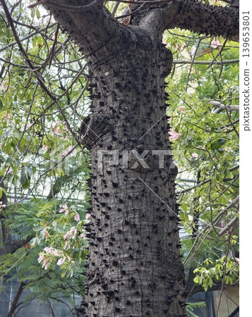 The trunk of the exotic Ceiba speciosa tree with thorns on the surface. In the background are flowering branches of Ceiba speciosa 139653801