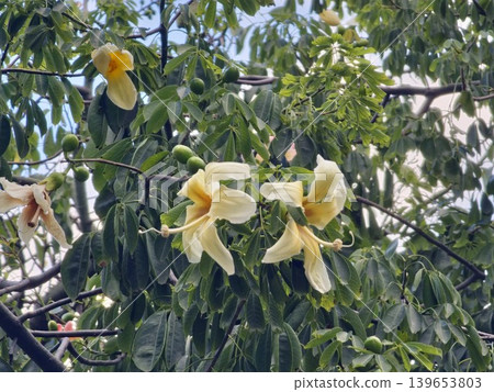Close-up of yellow flowers on the branches of the exotic tree Ceiba speciosa Close-up of yellow flowers on the branches of the exotic tree Ceiba speciosa 139653803