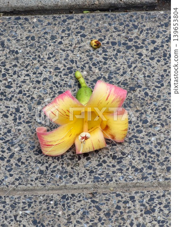 Fallen yellow flower of the exotic tree Ceiba speciosa on the pavement Fallen yellow flower of the exotic tree Ceiba speciosa on the pavement 139653804