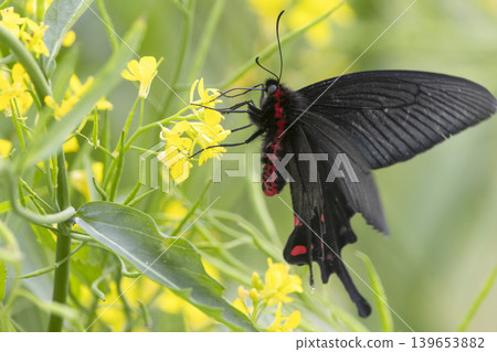 A swallowtail butterfly sipping nectar from a rapeseed flower. A swallowtail butterfly sipping nectar from a rapeseed flower. 139653882