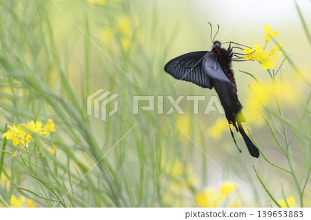 A swallowtail butterfly sipping nectar from a rapeseed flower. A swallowtail butterfly sipping nectar from a rapeseed flower. 139653883