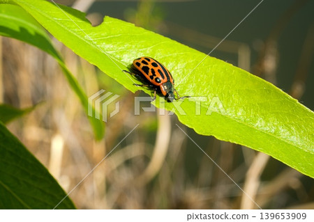 Yanagi beetle 139653909