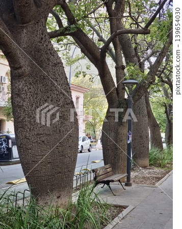Chaca Buca Boulevard, Cordoba, Argentina - April 15, 2026: Exotic Ceiba speciosa trees on the boulevard Chaca Buca Boulevard, Cordoba, Argentina - April 15, 2026: Exotic Ceiba speciosa trees on the boulevard 139654030