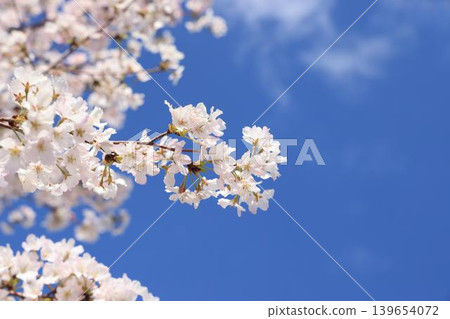 Cherry blossoms of Meguro River Cherry blossoms of Meguro River 139654072