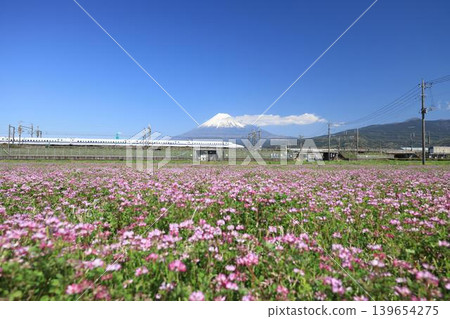 A bullet train passes through a beautiful flower field with Mount Fuji in the background. 139654275