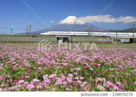 A bullet train passes through a beautiful flower field with Mount Fuji in the background. 139654278