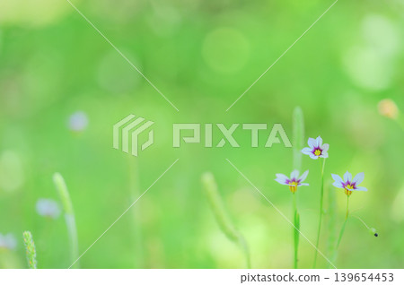A spring meadow landscape with bokeh and blue-eyed grass. A spring meadow landscape with bokeh and blue-eyed grass. 139654453