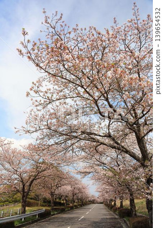 Cherry blossom trees in the Tsukuba Minami Okuhara Industrial Park, Ibaraki Prefecture 139654532