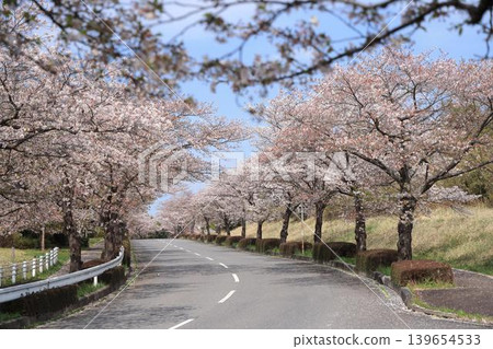 Cherry blossom trees in the Tsukuba Minami Okuhara Industrial Park, Ibaraki Prefecture Cherry blossom trees in the Tsukuba Minami Okuhara Industrial Park, Ibaraki Prefecture 139654533